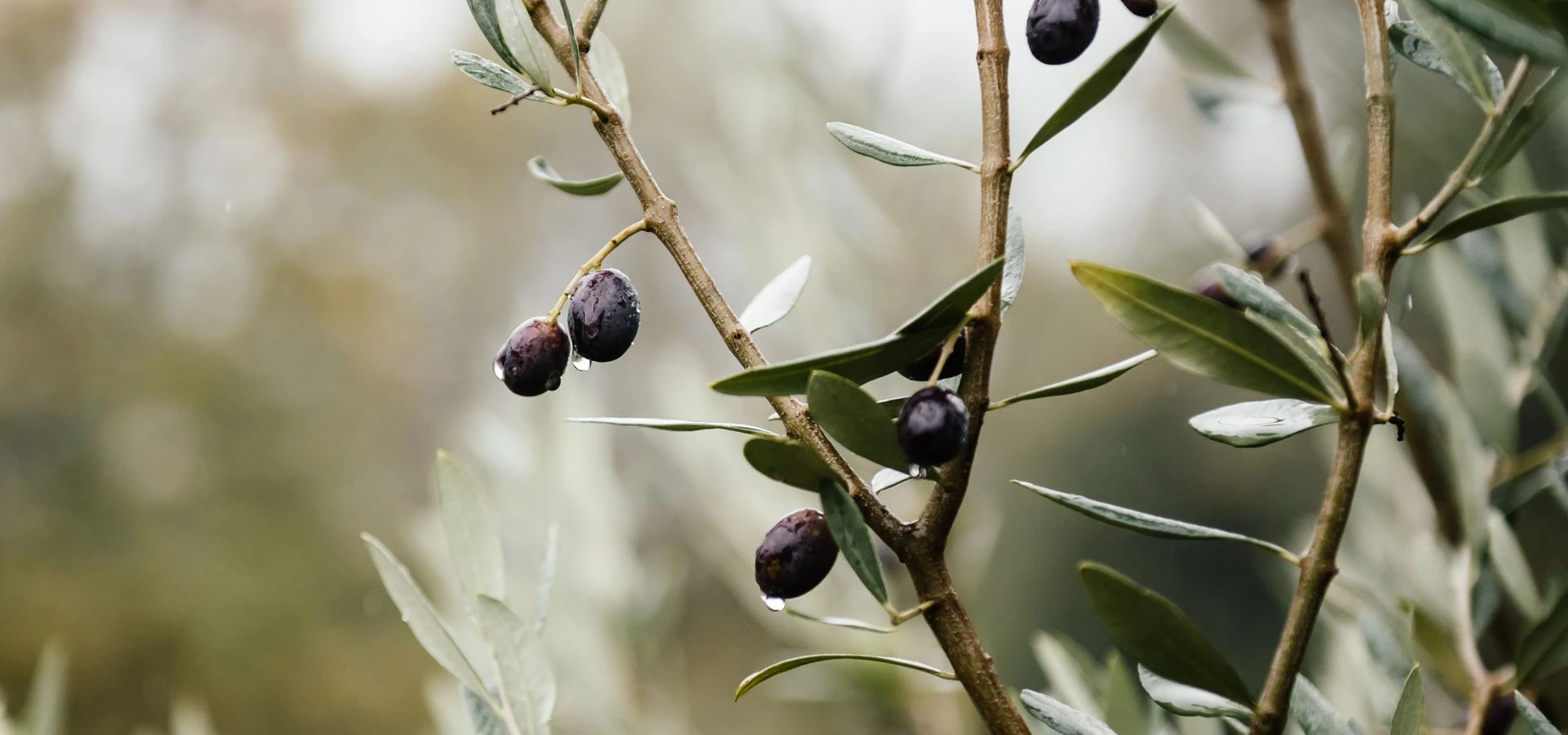 Olio EVO di qualità